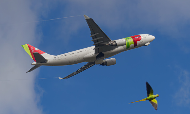 CS-TOO TAP Air Portugal Airbus A330-202, MSN 914 | OneSpotter.com